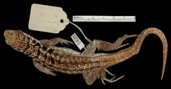 Media type: image;   Herpetology R-54191 Aspect: dorsal